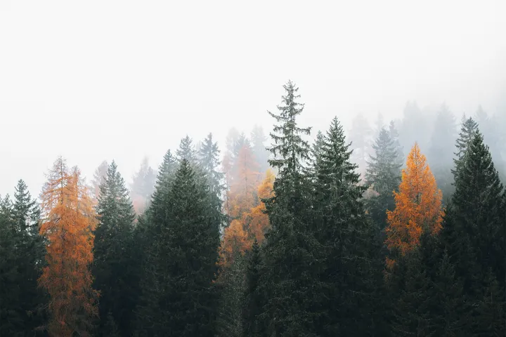 Colorful Trees