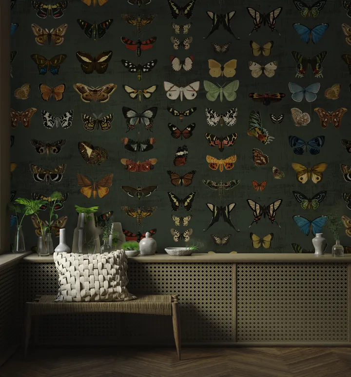 Butterfly Cycle