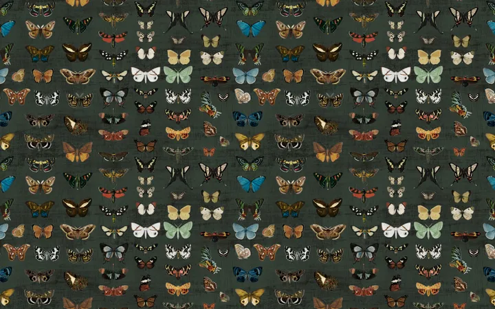 Butterfly Cycle